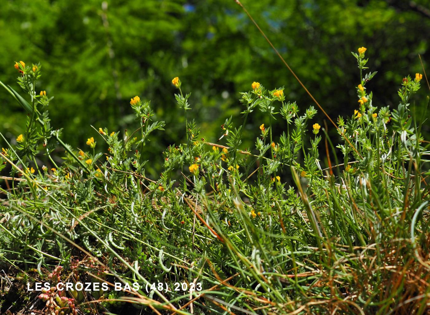 Serradella, Yellow plant